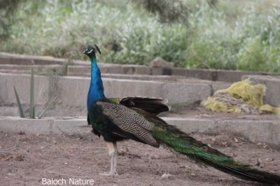 Peafowl 'Peacock'

مور اوُ تائوز
Mor or Tahoz
مُور بلوچستان ءِ مُرگ نہ انت بلےدان دانگے داشتگ انت ۔ اے بالی مُرگ ءِ اشیے باز زات انت بلے سبز ءُ شونز وڑیں ھندے مُرگ زانگ بیت ۔ نریں مور ءَ بلوچی ءَ کروس گوش انت ۔ اشیے دُمبی باز دراج بنت ، ءُ دمبی ءِ پُوٹاں تائوز گوش انت ، کہ باز ڈولدار انت ۔
