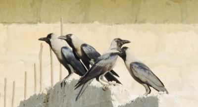 House Crow

کانگی
Kangi
کانگی گراگ ءِ زاتیں بالی مُرگ ءِ بلے اے گراگ ءَ ہما دیم انت ، کانگی بلوچستان ءِ مُرگ نہ انت بلے اے ھندے مُرگ انت ، او گوشنت کہ اے مہاجرانی نشانی انت ، ہرجا مہاجر روانت اے مُرگ ءِ گون انت ۔ اے یک سللیں مُرگ ءِ کہ دگہ مُرگاں وتی ھند ءَ نیلیت ، آہانی ھیکاں وارت آہاں مجبور کنت کہ جاہ ءَیل بدی انت ، وھدے گودارے زمین مہاجراں بہا زُرت انت انچو گوادرا ءَ اے مُرگانی آھگ بندات بوت مرچی گودر ءَ ترا دگہ ھچ مُرگ دست نہ کپیت۔ درست تاچینتگ انت ۔ انچو کہ کراچی ءَ سندھی ءُ بلوچ، ممکن انت کہ گوادر ہم ھنچوش بہ بیت ۔ بلے ھُدا مکنت۔

