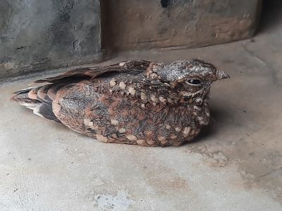 Nightjar
Parramok
پرّاموک یک بالی مُرگ ءِ کہ گیشتر ماں شپاں گردیت ، اے چریت، میزوک ، کڑوک، ملاھوک پرّگ گپیت ءُ وارت۔ اے مُرگ ءِ بانزل دراج انت، بلے پادگ ءِ باز کسان انت، اے ھروھدا ءَ ڈن ءِ سرا ھیک دنت۔ چو پیشی ءِ وڑا وتی چوکاں چہ یک جاہ ءِ چہ دومی جاہ بارت کہ کسے آئیے چکاں تاوان مہ دانت ۔
