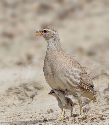 Sand Partridge
Sesog
سیسو یا سیسوگ یا سیسیگ بلوچستان ءِ کوہ ءُ کور بل ءُ گریشگ ، دشت ءُ لدانی سپاہ انت ۔ بلے مئے مردم ایشاں شکار کن انت ۔ ھلاسی ءَ سر کُتگ انت۔ سیسو باز نرمیں مُرگ ءِ رم ءِ شکلا آپ ءَ روانت ، اے یک سیسوے چو کککڑے وڑا دوازدہ چہ ہژدہ ہیک دنت ۔ سیسو وتی کسانیں چرواں آپ ءَ بارت۔ دگہ مُرگ آپ وت بر انت ءُ وتی چرواں دیینت۔
