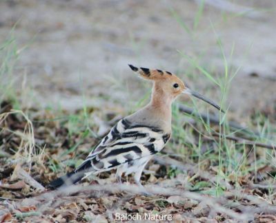 Hoopoe

شاپی کروس
Shapi Kros
شاپی کروس یک بلوچستان ءئ مُرگ نہ انت بلے وتی مہاجری وھداں بلوچستان ءِ زمین ءَ سپر کنت، شاپی کروس ءَ مُرگ ءِ سلیمان ہم گوش انت۔ بلوچ ءِ مرُ گ ءَ را نیکیں مُرگ ءِ زان انت۔ اے مرُ گ سیاہ ءُ اسپیت انت بزاں کمبر انت، بلے مُرگ ءِ گردن سُہر رنگ انت۔ اشیا ڈولداریں تاج ءِ پر انت کہ اے مُرگ ءِ براہ انت۔

