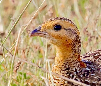 female Black Francolin

شزز
Shazz
شزّ ڈلگیں بالی مُرگ ءِ بلے مادہ انت ءُ نریں یا کروس ءِ سیاہ گور گوش انت ۔ اے یک رندے 10 تا 16 ہیک دنت 18 تان 15 روچ ءَ ہیکانی سرا نند ات یا کرُک بیت ۔ اے اپریل تا جون ءِ درگت ءَ ہیک دنت ۔ اے ہرچ وڑیں دھل ءِ دان ءَ وارت ءُ کپتگیں کُنرکرم سلور کٹگ چریت ءُ نزّ ہمک وڑیں چیز کہ ورگی بہ بیت آ وارت ءِ ۔ اشیے رنگ ءُ دروشم چو کپینجر انت بلے کپینچر ءَ کم ءِ دراج تر انت ۔
