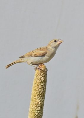 Sparrow
Koh jeng
کوہ جِنگ
کوہ جنگ بلوچستان ءِ جہ منندیں مُرگ ءِ نہ انت ۔ اے  یک مسافریں مرگ انت کہ درُوچک ءِ ہمراہیا بلوچستان ءَ مارچ ءُ اپریل درگت بزاں گلہ ءِ رون ءِ کیت انت ۔ 
