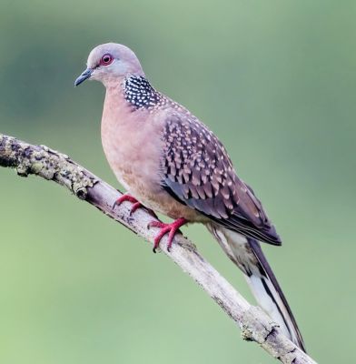 Spotted Dove
Barri Shatol
برًی شاتُل بلوچستان ءِ جہ منندیں بالی مُرگ نہ انت اے یک مساپریں مُرگ ات ۔ کہ گیشتر مارچ ءِ ماہ ءَ کیت ءُ پدا اپریل گڈ سرا روت ۔ اے چونایا شاتل ءِ زات انت بلے ٹک ٹک انت مئے ھند ءُ دمگ ءَ اشیا بری شاتُل گوش انت ۔
