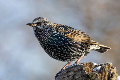 Common .Starling

گولو شہباز
Golo shahbaz
گولو شہباز بلوچستان ءِ جہمنندیں بالی مُرگ ءِ نہ انت ۔چونایا ءِ یورُپ ءِ جہمنندیں بالی مُرگ ءِ کہ گیشتر ماں زرباری یوروپ ءُ گوریچانی افریکہ ءَ ترّوتاب کنت بلے ترّوتاب ءِ درگت ءَ گلہ ءِ تمکار ءَ بلوچستان ءَ سپر کنت ، گولو شہباز سیاہیں مُرگ ءِ بلے سیاہیں کسانیں ٹک مان ۔ اشیے پاد گلابی انت ءُ زمستان ئے اشیے سنُٹ سیاہ انت ءُ گرماگ ءَ سُنٹ ءِ زرد بیت ۔ اے سال ءِ درگت ءَ دو رند ءَ ھیک دنت ۔ اشیے ھیک سبز رنگ انت ۔

