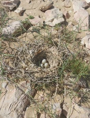 Crested Lark
Bolly

بُلّی کسانیں مُرگے کہ گیشتر ماں کشاورزیں ڈگارانی ھند و دمگاں گندگ بیت - بُلّی ء باز جاہ ء چڑ بُلّی ، بُلّی چڑول ہم گوشنت - بُلّی اگاں ایوک بی بیت گڈ بُرزگیے سرا نیندیت او الہان کنت - اشیے آواز باز دوستناک انت - سُہبانی سرا ڈگارانی سرے وپتگیں مردمان چہ واب ء گوں وتی الہان ء پاد کنت ادا بُلی ءِ ہیک انت ۔ 
