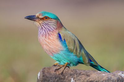 Indian Roller
کانگاشک
Kangaashk
کانگاشک یک ڈولداریں بالی مُرگ ءِ ۔ اے مُرگ شہر ءُ بازار جنگل ءُ میداناں گندگ بیت ۔ بلوچستان اے مرُگ گیشتر دریابار ءُ مچکدگ ءَ گندگ بیت ، بلے وھدے کہ آمین بیت گُڈا کانگاشک مچکگدگ ءَ پہ دواہی ہم نہ گواہیت ۔ پرچا کہ چُک ءُ برے وھدا مچکدگ ءُ شہراں یل کنت ءُ کوہاں روت ۔ کوہ پہ چُک ءُ برا ایمن تر انت ۔ آمین ءَ رند گوں وتی چُک ءُ چلانگاں پدا مچکدگ ءُ شہراں کئیت
Pic By SAM
