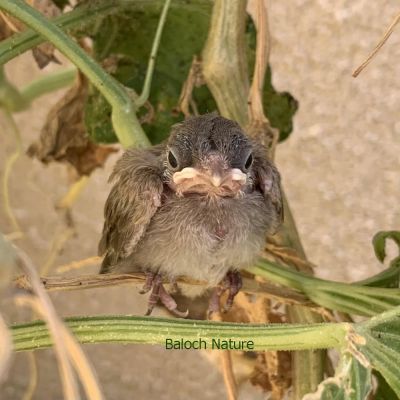 Black chuck Bulbul chick
Koli e Padd
کُلی ءِ  پڈ

