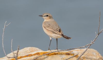 Pied Wheatear

Solan Sarokk
سولاں سروک کسانیں بالی مُرگ ءِ کہ گیشتر جنگل ءُ کوہ ءُ ڈرراں گردیت ۔ اے کٹگ ، بالو ءُ دگہ انچیں کسانیں کرم لولوک گپت وارت ۔ اے گیشتر بلوچستاں کسانیں سولانی
سرا بزاں بُرز تری جاگہا نندایت دور دور شکار شوہاز کنت۔ چمیشکا سولاں سروک نام کپتگ، اے بوت کنت کہ بلوچستان ءِ دگہ ھنداں اشیے نام دگہ بہ بیت ۔
