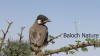Filename=Bulbul.png
Filesize=1138KiB
Dimensions=1422x800
Date added=Feb 12, 2024 Bulbul.png