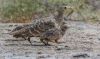Chestnut-bellied_Sandgrouse.jpg