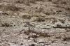 Filename=Greater_Hoopoe-Lark.JPG
Filesize=291KiB
Dimensions=1500x1000
Date added=Jun 14, 2020 Greater_Hoopoe-Lark.JPG