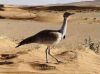 Filename=Hubara.jpg
Filesize=63KiB
Dimensions=795x594
Date added=Dec 25, 2020 Hubara.jpg