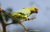 Filename=Parrot.jpg
Filesize=120KiB
Dimensions=1552x1000
Date added=Jan 21, 2022 Parrot.jpg