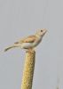 Filename=Sparrow.jpg
Filesize=98KiB
Dimensions=1052x1479
Date added=May 08, 2021 Sparrow.jpg