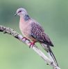 Filename=Spotted_Dove_IMG-9847.jpg
Filesize=143KiB
Dimensions=785x799
Date added=Dec 05, 2022 Spotted_Dove_IMG-9847.jpg