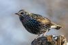 Filename=Starling_Bill_Richmond.jpg
Filesize=383KiB
Dimensions=2050x1366
Date added=Feb 04, 2021 Starling_Bill_Richmond.jpg