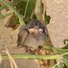 Filename=koli_Padd.jpg
Filesize=124KiB
Dimensions=1000x1000
Date added=May 20, 2021 koli_Padd.jpg