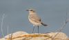 Filename=wheatear.jpg
Filesize=119KiB
Dimensions=900x530
Date added=Feb 26, 2024 wheatear.jpg