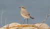 wheatear.jpg