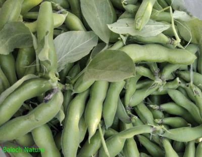 Vicia faba or Faba bean

Bakalaink
باکلینک
بانکلینک بلوچانی کوھنیں کشارے، باز نازرکیں پسل ء 5 فٹ ء برز بیت - اشیا نومبرا کش انت او مارچ ء گڈسرا موش کن انت - بانکلینک نازرکیں کوسرکاں نارُشت کن انت وھدے ھشک بنت گڈا اشیا ڈلوک ء سرا ڈل انت او نارُشت کن انت - او آمین ء درگتا کوّل کن انت ناہے گونا ورنتے اے ھمک ّوھدا کار دنت -۔

