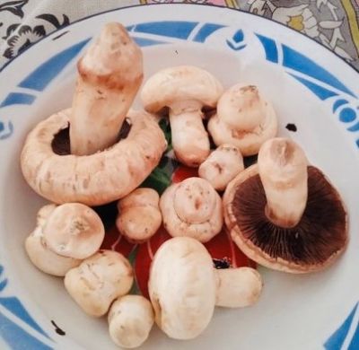 Portobello Mushroom
پشتلینک
Pashtalink
اے کُٹینگ ء یک ذاتے کہ اشیا پشتلینک گوشنت - اے گیشتعر ہما جاہں رودیت یا پیداک بیت کہ اودا گورم یا گوک یلہ بوتگ انت - اشارا نارُشت کن انت - او اشکرے سرا پچ انتے باز تامدار انت او وشّیں بوہے کنت - زمانگا بہارے درگتا کُٹینگے چنگا جنگل او ہنکیناں شتگ انت کہ اودا کُٹینگ باز بوتگ -۔
Pic By Sarwar Kalmati
