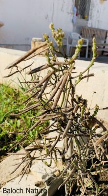 Mung bean. Vigna radiata

ماش
Mash
ماش بلوچستان ءِ کوھنیں دھلاں چہ یکے ۔ بلے بلوچستان ءِ تاریخ ءَ ماش ءِ باروا ھاسیں مالومات نیست ۔ چونایا ماش چہ منگولیا چہ ھند ءِ ھند ءُ دمگاں سر بوتگ ۔ ھڈپّہ دور ءِ درگت ءَ پنجاب ءُ ھریانہ ءَ چار ہراز پنچ سد سال ساری ماش کشار کنگ بوتگ ۔
ماش ءَ بلوچستان ءَ نارُشت کن انت ، بلے برنج ءَ اُور گرادنت ءِ بزاں بٹ ءُ ماش بلوچستان ءِ نامداریں وراکاں چہ یکے ، بلے مرچاں چہ ماش ءَ ھلوا جوڑ کن انت ۔

