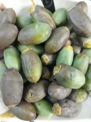 unripe date
Papok e nah
پپُک ءِ ناہ
وھدیکہ کہ پپُک چہ وھد ءِ پیسر ناہ بیت بزاں پہ ورگ وش انت وھدیکہ کہ پپُک آرتونگ بیت پدا ناہ بیت آئیے تام باز وش بیت ۔ شما پپُک ءِ ناہ وارتگ؟ 
