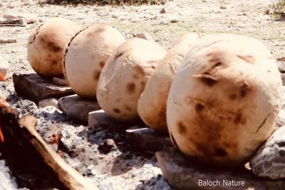 Stone Breads
Kaak, Korno
کاک یا کورنو
اے بلوچستان ءِ یک کوھنیں نمونگ انت کہ نان ءَ پچگ ادا گول ءُ  گردیں گرم کتگیں سنگانی سرا تر کتگیں آرت ءَ پتاانت ءُ آس کش ءُ کراں ایر کن انت ۔ اے بووات ءُ بہ ورگ ءِ واستہ جاڈیک بیت ۔ اشیے تام باز وش ان ت۔ 
