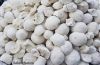Filename=Shillanch_IMG-7467.jpg
Filesize=55KiB
Dimensions=719x473
Date added=Mar 25, 2022 Shillanch_IMG-7467.jpg