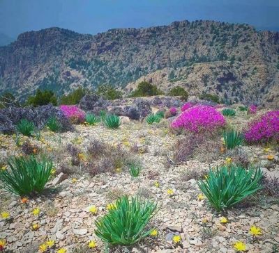 Balochistan mount landscape
Koh e Nadarag
کوہ ءِ ندارگ
کوہ ءِ ندارگ چارگ کرز ات کہ ادا ہمک وڑیں پُل ، بوٹگ ءُ درچک گندگ بیت ۔ 
