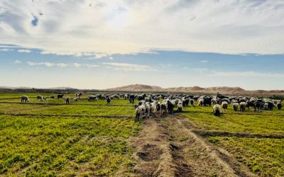 Balochistan landscape
بلوچستان ءِ ندارگ
اے یک بلوچستان روچ زرد ءِ اکس انت ۔ 
