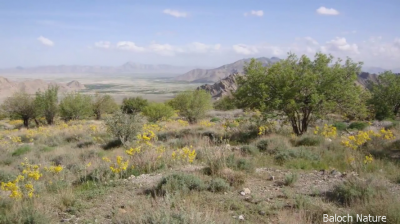 Landscape from Balochistan
ندارگ
Nadarag
بلوچستان چوش کہ یک پراہ شاہگانیں زمین ء  واھُند انت  تو چمیشکا آئیے کوہ ، کور۔ وڑ و ڈن ، گریشگ ءُ کوچگ ، زر ءُ  تیاب دپ، بلائیں ئُ ٹوہیں ندارگ بپش دار انت ۔ اے ہم ہمے ندارگاں یک ات کہ پا چارگ دل تاھیر گیپت ۔
