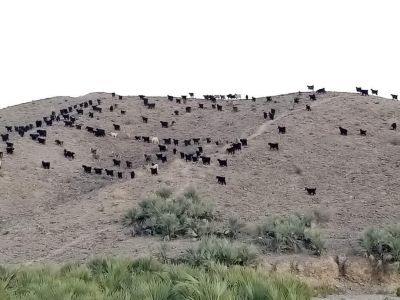 Balochistan mount
بلوچستان ء ندارگ
اے بلوچستان ء یک کسانیں کوہ ات کہ اشیے سرا رمگ چراگاں  انت ، اے رمگ کوھانی ڈولداری انت ۔ کوہی پیش ہم ڈولدار انت ۔ 
