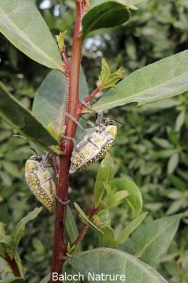 Sulphurous Jewel Beetle
ڈومبو یا پلپلانزو ژنگوک
Dombo or Pilpilanzo or Zhangok
اے ڈومبو بلوچستان ءِ گرمیں ھنداں دست کپیت، ڈومبو مکران ءَ چگرد کہ پُل بیت گڈا اے ڈومبو پیداوری کنت ، چگردے پُل ہمنچوک گیش بہ بنت ءُ ڈومبو ہم ہمے وڈا گیش بنت ۔ ۔
Pic By Jasim Fareed
