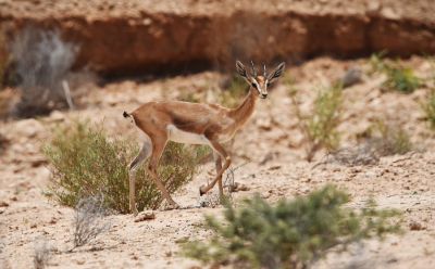 Gazelle
Aask
آسک
آسک یا آسکُل جنگلی ساہداراں چہ شرّنگ او ڈولدار تر انت - یک وھدے بوتگ کہ مئے سُرمگیں کوہانی زینت بوتگ انت - بلے مئے وتی ناشریاں اے ڈولدارِیں ساہ دار ھلاس کتگ انت - اگاں مارا یک آسک ء ھاجت بوتگ بلے ما تانسریں رمگ ھلاس کتگ او پدا وتی سپت کتگ کہ من مرچی دہ یا بیست آسک شکار کتگ -۔
