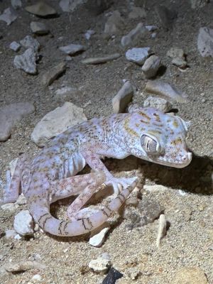 Gecko

Kittar
کِٹار کسانیں ساہدارے کہ گیشتر ماں لوگانی دیوالاں وتی لوگ زانت۔ بلے کوہاں ہم است انت کہ کوہانی دیم ءُ کنڈورانی چیرا زندگی ءَ گوازین ات ۔ اے بالو کٹگ کاسلو کرم ہمے وڑیں لولوک وارت۔

