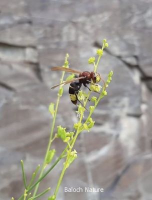 Wasp
 Seyhoki Gowabzسیاہُکی گوبز
Goderr گودر
Korrich کوریچ
سیاہُکی  گوبز باز ھترناک  انت ۔ اے گیشتر ماں کوھاں بیت بلے ہمودا کہ اے وتی لوگ بندیت اگاں دلوت یا انسان سر بکپیت  گڈا آیا زندگ ء نیل ات ۔ اشیا گودر ءُ کوریچ ہم گوش انت ۔ 

