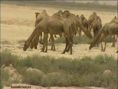 Camels

ہُشتر
Hoshter
ہُشتر یک کوھنیں پہ لڈ و بار ءَ کارمرر کتگ بلے بلوچستان انگتہ اے کارمرز بیت ۔ چیا کہ تنیگا بلوچفستان انگتہ انچو نوکیں دور ءَ سر نہ بوتگ کہ وتی لڈ و بار ہشترے بدالا گاڈی ءُ ریل کارمرز بکنت ۔ چمیشکا بلوچ مجبور انت کہ پہ لاپ شوھاز ءَ ھشترے سرا وتی لاپ درگیج انت ۔
اے اکس ءَ ھُشتراں کمب لڈ اتگ ۔
Keywords: Camels