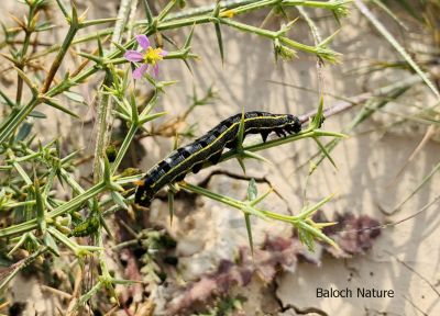 Danaus Gilippus Queen
Ganji Ganjolan
گنجی گنجُلان
اے کرم بہارے ھلاسیے وھدا ودی بیت - چونایا پیملو ء ازلی دژمن انت، او پیملوے اجگیں دانگاں وارت - بلے یک ماہے درگتا گار و بیگواہ بیت، وہدے اے کرم کئیت، گڈا درُچکیں مُرگ پنکلگ ، کرکی، نریانچ، کُلی ہمے کرماں چن انت ورانت - چونایا اے کرم تاوان دیوک نہ انت - چارگا باز ڈولدار انت - چیا کہ باز رنگانی نکش و نگار انت -۔
