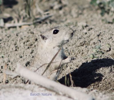 Mouse

Trati Moshk
تراتی مُشک
اے مُشک ءَ تراتی مُشک گوش انت چیا کہ اے مدام تراتانی چیرءَ ہونڈ جنت او وتی لوگ جوڈ کنت ، اے مُشک بازاری مُشک ءِ نہ انت ، گیشتر جنگل او شہرانی دامناں جاگہ کنت ، اے کشار ءِ ازلی دژمن انت ۔
