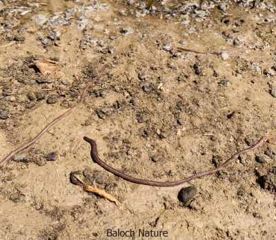 Earth worm
Kerm
کرم
کرم ءِ باز زات است انت ۔ بلے اے گیشتر کشار کتگیں ڈگارانی توک ءَ پیدا ک بیت ۔ بزاں اے نمبگیں جاہاں زمیں توک ءَ  وتی زند ءَ گوازین ات۔ بلے پہ کشار ءَ باز سود مند انت چیا کہ اے زمین ءِ توک ء ترات ءُ زمین ءَ وش کنت ۔ مئے ھنداں اے کرماں گرانت ءُ کورماھیگ شکار کن انت ۔ 
