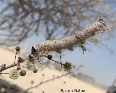 Caterpillar
Pozzi Kerm
پُژی کرم

