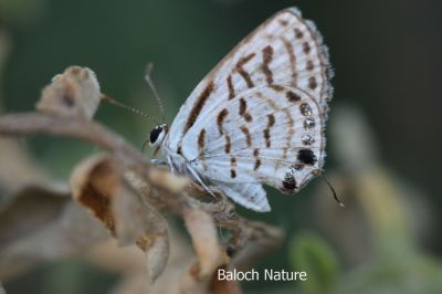 Butterfly
Mollahok
نُگرہی مُلاھوک
نگرہی مُلاھوک چو نگرہے رنگا انت اے یک کسانکیں مُلاھوکے کہ گیشتر ماہ بہارگاہ بگر تاں مچرنگ ءَ گندگ بیت ۔ اے باز ڈولداریں مُلاھوکے 
