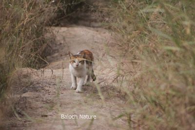 Cat

پیشی
Pishi
پیشی کسانیں ساہدارے کہ اے گوں انساناں نزیکی کنت بزاں انسان ایشا ن وتی لوگ ءَ دار انت اے انسان دوستیں ساہدارے۔
