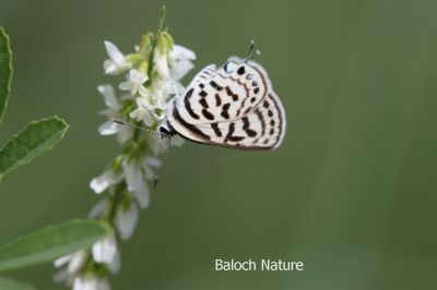 Butterfly

Mollahok
نُگرہی مُلاھوک
نگرہی مُلاھوک چو نگرہے رنگا انت اے یک کسانکیں مُلاھوکے کہ گیشتر ماہ بہارگاہ بگر تاں مچرنگ ءَ گندگ بیت ۔ اے باز ڈولداریں مُلاھوکے
