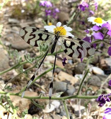 Lacewing butterfly
Barag banzol Mollahok
بارگ بانزُؒل مُلاھوک
اے مُلاھوک بانزول بارگ انت ۔ ءُ دراج انت ۔ اے مُلاھوک باز کم انت ۔ بلے اے باز ڈولداریں مُلاھوکے ۔ 
