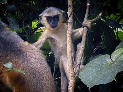 Gibbon
لنگور
Langoor
شادی یا شادوے باز زات انت درستانی دگہ دگہ نام انت ۔ بلے بلوچ درستان شادی گوش انت ۔ اے لنگور انت کہ اے ہم شادوے یک زات انت ۔ اے گیشتر ماں انڈیا ، بنگلہ دیش، ملیشیا ، انڈونیشیا او ایشیائے گوریچانی دمگاں است انت اے باز ڈولداریں ء او انسان دوستیں جانور انت ۔ اشیے شانزدہ دات انت ۔ 
Pic
By Arpan saha
