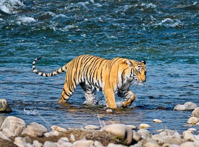 Tiger
Mazar
مزار
مزار یک پیشی زاتیں جنگلی رسترے ۔ اے گلابی رنگ ءُ سیاہیں رنگیں ٹک ءُ ٹگار انت بلے دلبندے نیمگ اسپیت رنگ ان ت اے گیشتر بلوچستان ءِ گوریچانی نیمگا است انت ۔ اے تچگ ءُ 50 کم چہ 65 کیلومیٹر تچیت ءُ شکار کنت ۔ ایشانی عمر 8 تا 10 سال زندگ بوت کن انت ۔ ایشانی وزن 65 کیلوبگر تاں 180 کیلو بوت کنت ۔ 

