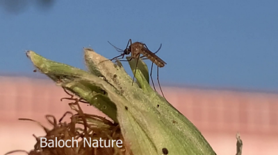 Mosquito
Sonti Magisk
سُنٹی مگیسک اے بلوچستان  باز انت سجہیں روچ ءَ گار انت بلے روچ ءِ کپگ ءَ ژیمب ژیمب کنان انت پہ تو کیت ۔اے انسان اے دگہ ساہ دارانی حون  ءَ کش ایت ءُ تنگ اتی ۔ اشیے سوب ءَ ملیریا ءِ بیماری بلوچستان باز انت 
